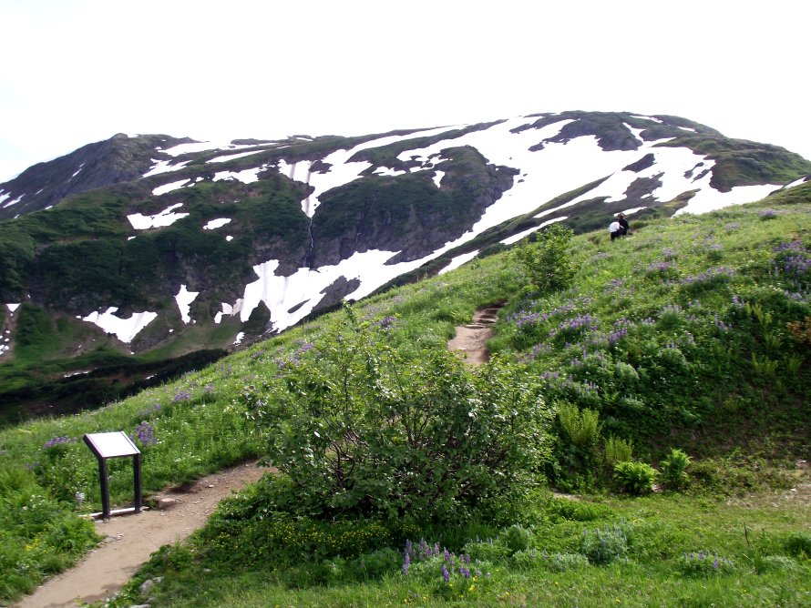 Mount Roberts Trail - Juneau, Alaska